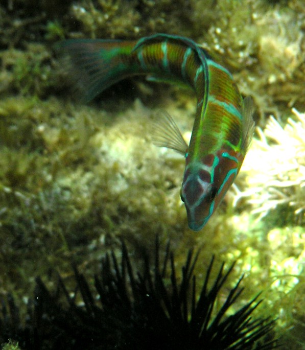 Thalassoma pavo